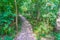 Small walking road in a green forest landscape