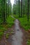 Small walking trail through the forest. Kuusamo, Finland