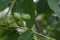 Small Walnuts on Walnut Tree Branch