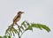 Small warbler bird sits atop a fern and calls to its mate.