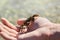 Small warty crab in the hand on the sea