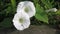 Small wash hovering over white bindweed flower