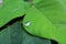 Small water drop on the green tree leaf