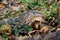 Small water monitor pauses to look