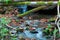 Small water stream in forest with blurred water, long exposure