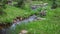 Small water stream passing through a meadow in Uinta Wasatch national forest