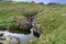 Small waterfall area in Lingcove beck