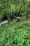 A small waterfall empties into a stream that runs through a forest carpeted with wild garlic