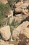 Small Waterfall & Stream in Ein Gedi Oasis