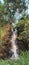 small waterfall with wild plants thriving