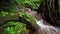 Small waterfalls beautiful Nature video nature waterfall in rainforest trees Abundant forest amazing nature background