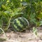 Small watermelon in the garden in fine clear weather