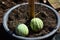 Small watermelon in gardens on terraces rooftop of house gardening growing tree fruits vegetables and cultivating herb plants