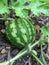 Small watermelon growing on the vine