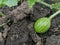 a small watermelon ripens on the ground. the fruit is on the ground. watermelon on the bed grows from the plant. a small