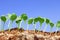 Small watermelon seedling against blue sky