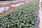 Small watermelon tree growing in garden, farmers use for analysis of the plant