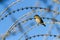 Small wax eye bird in barbed wire