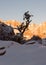 A small weathered juniper tree holds fresh snow on it`s branches while the morning sun lights West Temple mountain behind it
