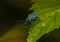 A small weevil covered with turquoise-green hairs crawls along the edge of a green leaf