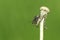 A small Weevil Phyllobius perching on the seed head of a dandelion.