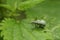 A small Weevil Phyllobius perching on a stinging nettle leaf.