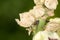 Small weevils mating among the blooms of a flower bush