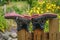 Small wellington boots drying upside down on a picket fence in a garden