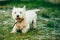 Small West Highland White Terrier - Westie, Westy