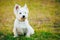 Small West Highland White Terrier - Westie, Westy