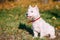 Small West Highland White Terrier - Westie, Westy Dog