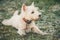 Small West Highland White Terrier - Westie, Westy Dog