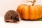 A small Western European hedgehog near a large orange pumpkin
