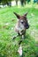 small western grey kangaroos