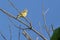 Small Western Kingbird Perched On Branch Against Blue Colorado Sky