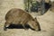 Small wet Capybara