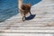 A small, wet dog walks along a wooden pier. Drops of water drip off the mixed-breed dog onto the weathered boardwalk. Back view.