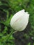 A small wet light tulip