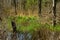 A small wetland in early spring