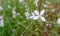 Small white 4 petal flower of clematis on curves stem , macro, autumn in botany in Poland. Floral background