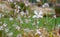 Small white 4 petal flower of clematis on curves stem , macro, autumn in botany in Poland. Floral background