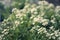 Small white alyssum flower plant outdoors.