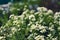 Small white alyssum flower plant outdoors.