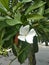 small white avocado flowers grow a lot