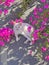 A small white beautiful kitten, a cat, a young kitten lies on a gray roof surrounded by beautiful pink bougainvillea flowers.