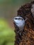 Small white-bellied bird treecreeper on a rotten stump