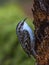 Small white-bellied bird treecreeper on a rotten stump