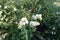 Small white berries of Symphoricarpos albus