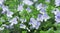 Small white blue flower Veronica filiformis among lush green grass