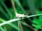 Small white with brown grasshopper sits on a grass